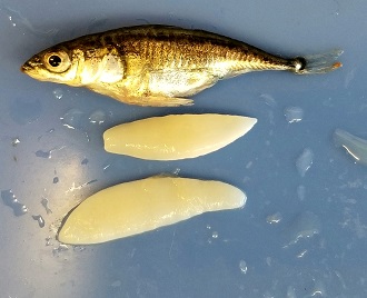 A fish lying on its side next to two tapeworms